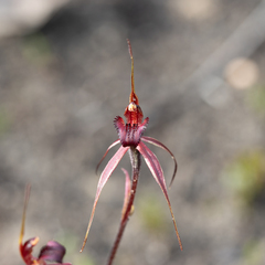 Caladenia reticulata