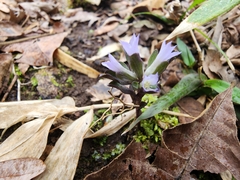 Obolaria virginica
