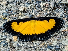 Xanthyris flaveolata