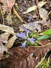 Obolaria virginica