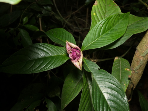 Palicourea colorata