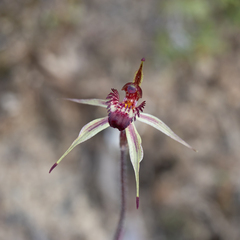 Caladenia reticulata