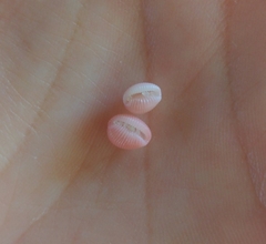 Niveria quadripunctata