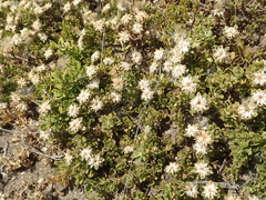 Baccharis magellanica