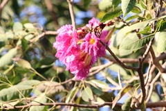 Handroanthus impetiginosus