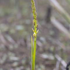 Prasophyllum elatum