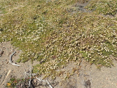 Baccharis magellanica