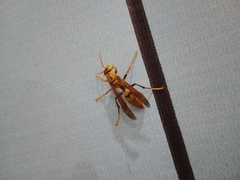 Polistes diabolicus