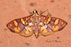 Syngamia inflamatalis