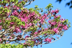 Handroanthus impetiginosus