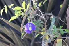 Clitoria ternatea
