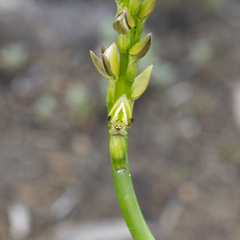 Prasophyllum elatum