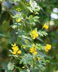 Senna bicapsularis