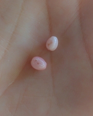 Niveria quadripunctata