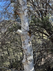 Platanus wrightii