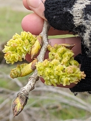 Populus fremontii