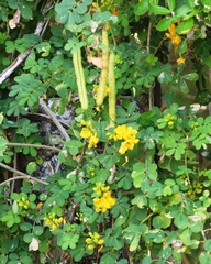Senna bicapsularis