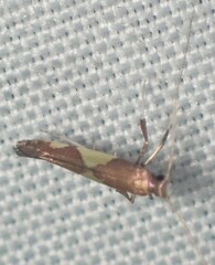 Caloptilia bimaculatella