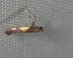 Caloptilia bimaculatella