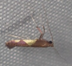 Caloptilia bimaculatella