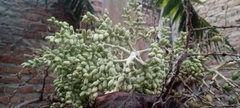 Adonidia merrillii