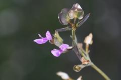 Dicliptera resupinata