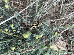 Thamnosma texana