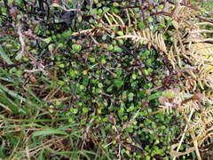 Corokia cotoneaster