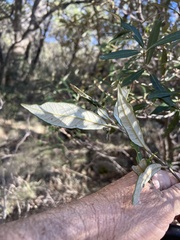 Quercus hypoleucoides