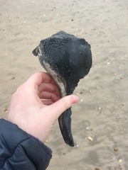 Sinistrofulgur sinistrum