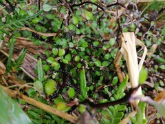 Corokia cotoneaster