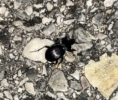 Sphaeroderus