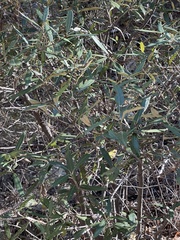 Quercus hypoleucoides