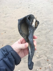 Sinistrofulgur sinistrum