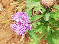 Centratherum punctatum