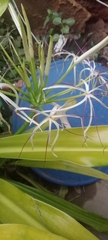 Crinum asiaticum