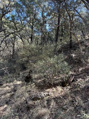 Quercus hypoleucoides