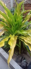 Crinum asiaticum