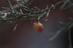Walshomyia juniperina