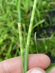 Rottboellia cochinchinensis