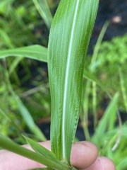 Rottboellia cochinchinensis