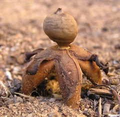 Geastrum fornicatum