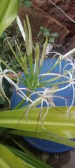 Crinum asiaticum