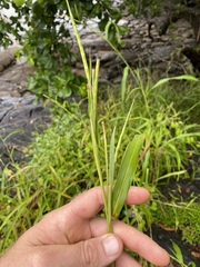 Rottboellia cochinchinensis