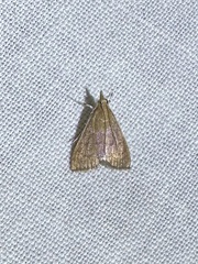 Pyraustinae