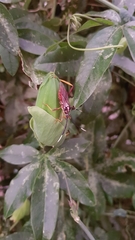 Holhymenia histrio