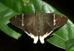 Murgaria doryssus