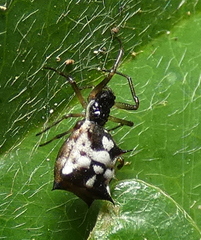 Micrathena picta