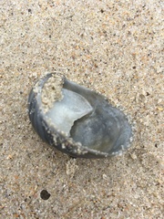 Crepidula fornicata