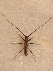 Xystrocera globosa